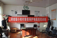 澇坡鎮(zhèn)小嶺村葡萄栽培